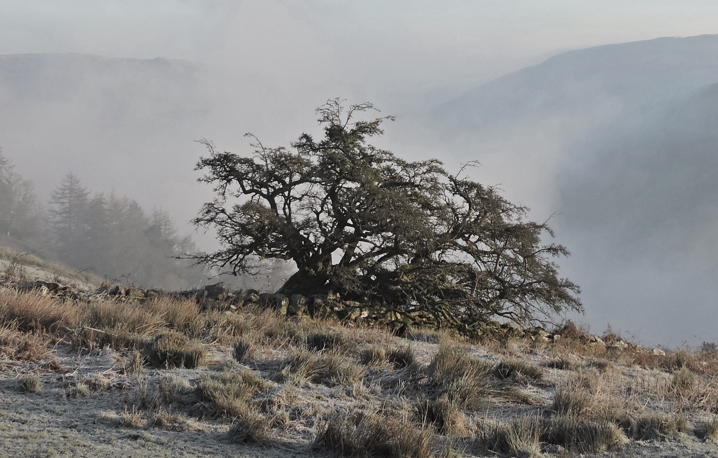 CLYWEDOG HAWTHORN Bill Bagley Photography